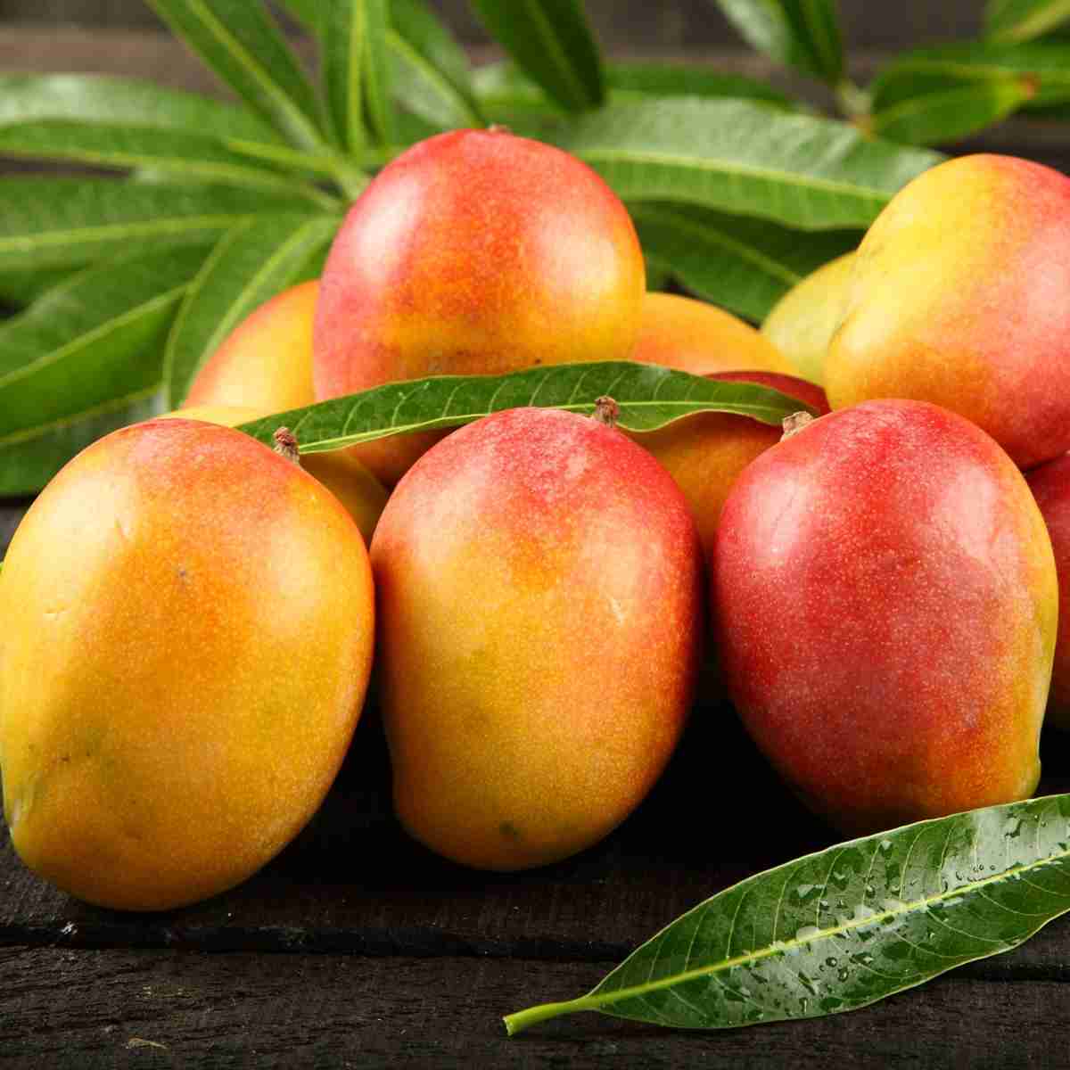 Planta Frutífera