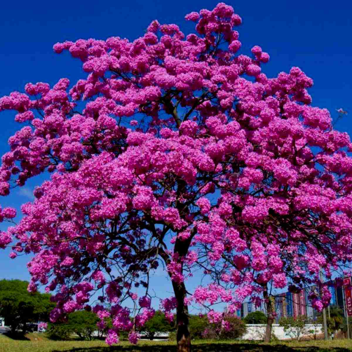 Planta Nativa