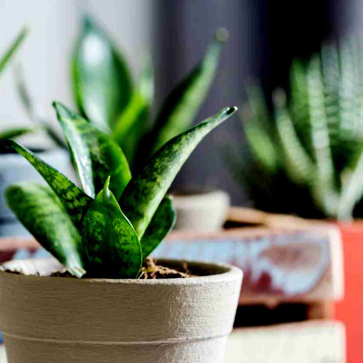 Planta Ornamental